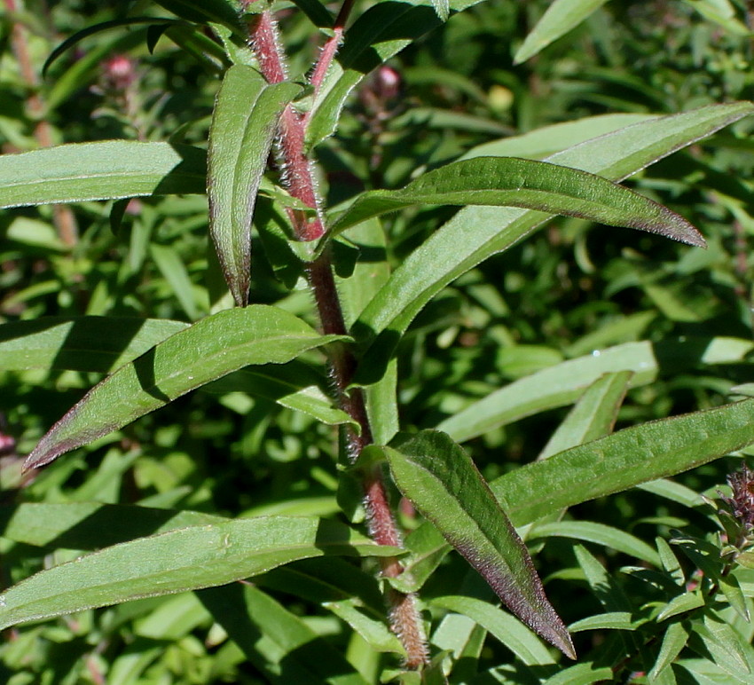 Изображение особи Symphyotrichum novae-angliae.