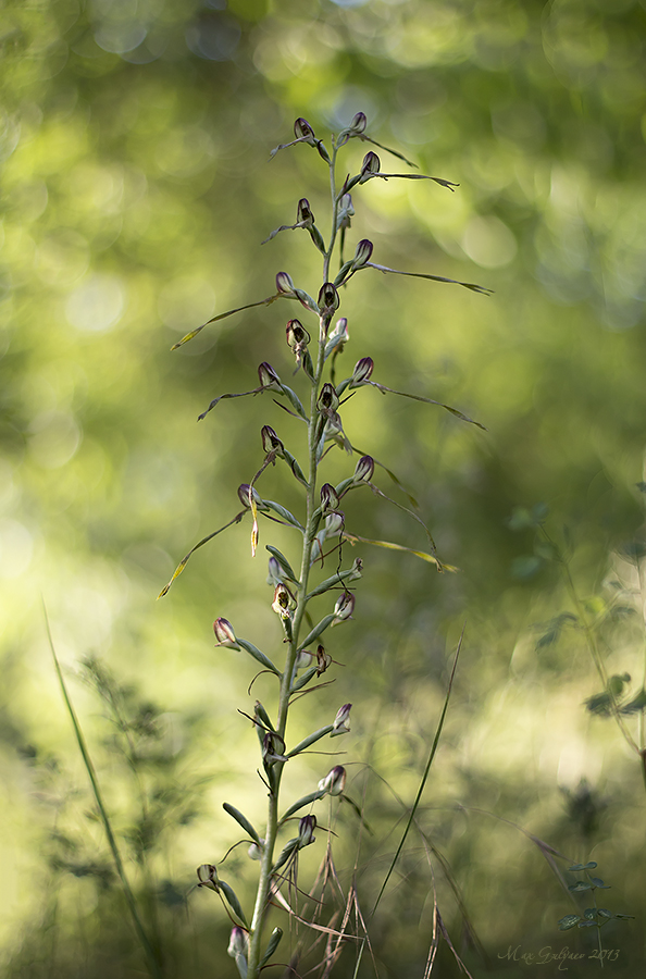 Изображение особи Himantoglossum caprinum.