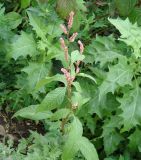 Persicaria lapathifolia