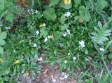 Arabidopsis petraea