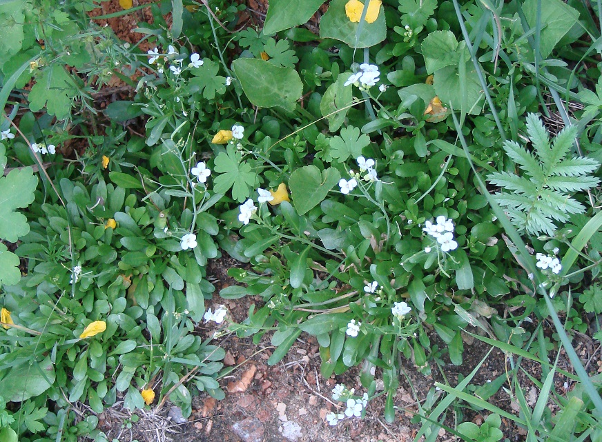 Изображение особи Arabidopsis petraea.