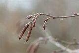 Alnus incana
