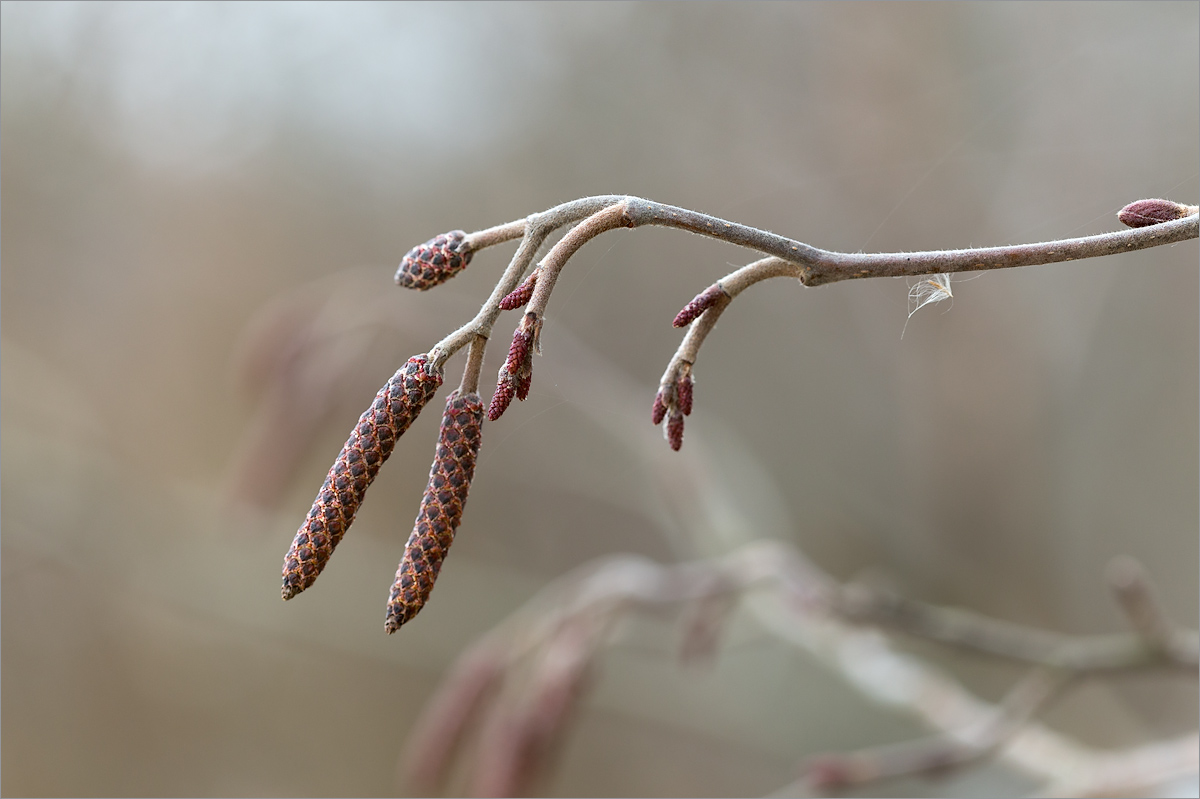 Изображение особи Alnus incana.