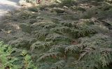 Microbiota decussata. Разросшееся растение. Германия, г. Дюссельдорф, Ботанический сад университета. 02.03.2014.