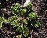 Senecio borysthenicus