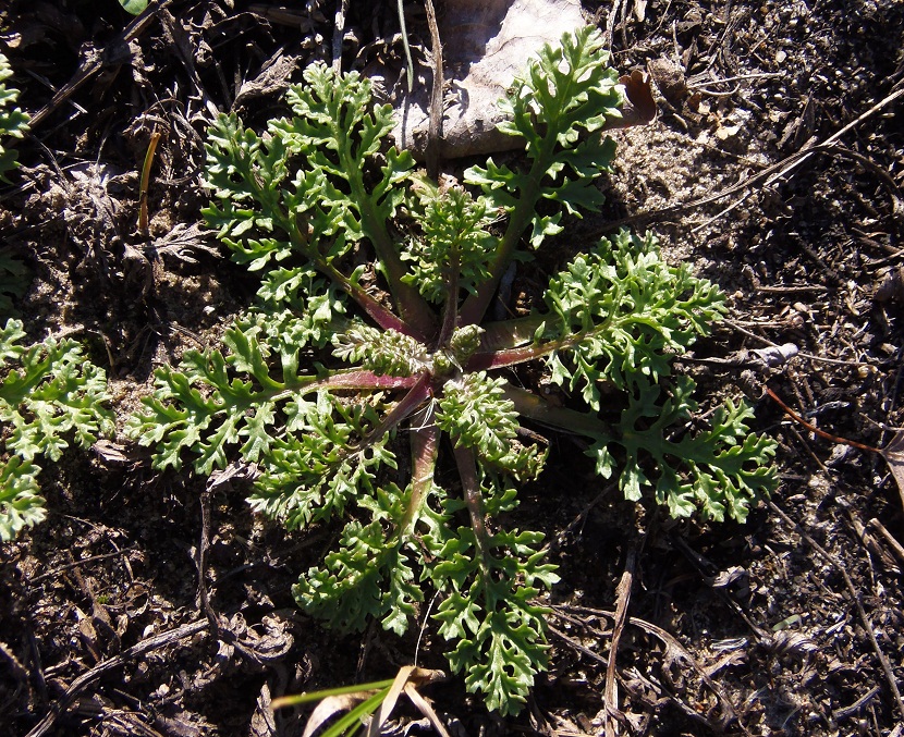 Изображение особи Senecio borysthenicus.