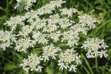 Heracleum dissectum. Соцветие. Восточный Казахстан, Уланский р-н, окр. с. Украинка, луг. 03.07.2005.