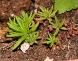 Portulaca grandiflora