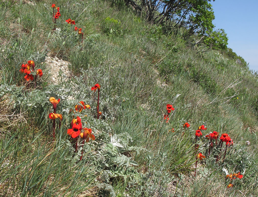 Изображение особи Phelypaea coccinea.