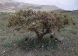 Astragalus microcephalus