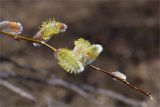 Salix phylicifolia. Верхушка побега с соцветиями. Санкт-Петербург, Петергоф, Луговой парк. 20.04.2014.