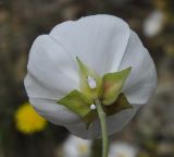 Cistus monspeliensis