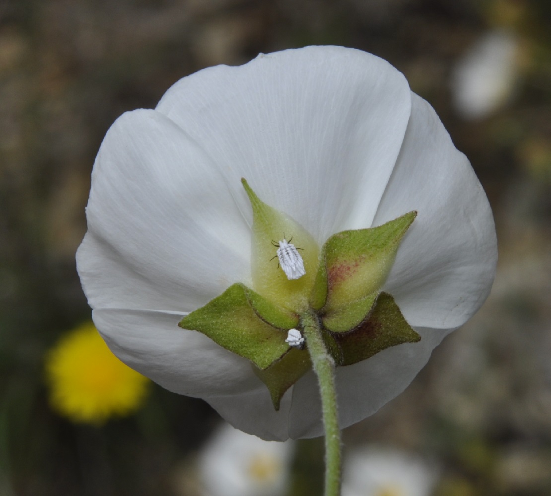 Image of Cistus monspeliensis specimen.
