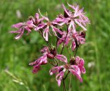 Coccyganthe flos-cuculi