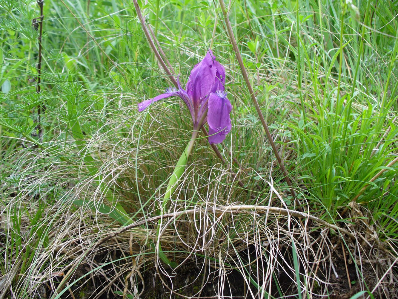 Image of Iris pumila specimen.