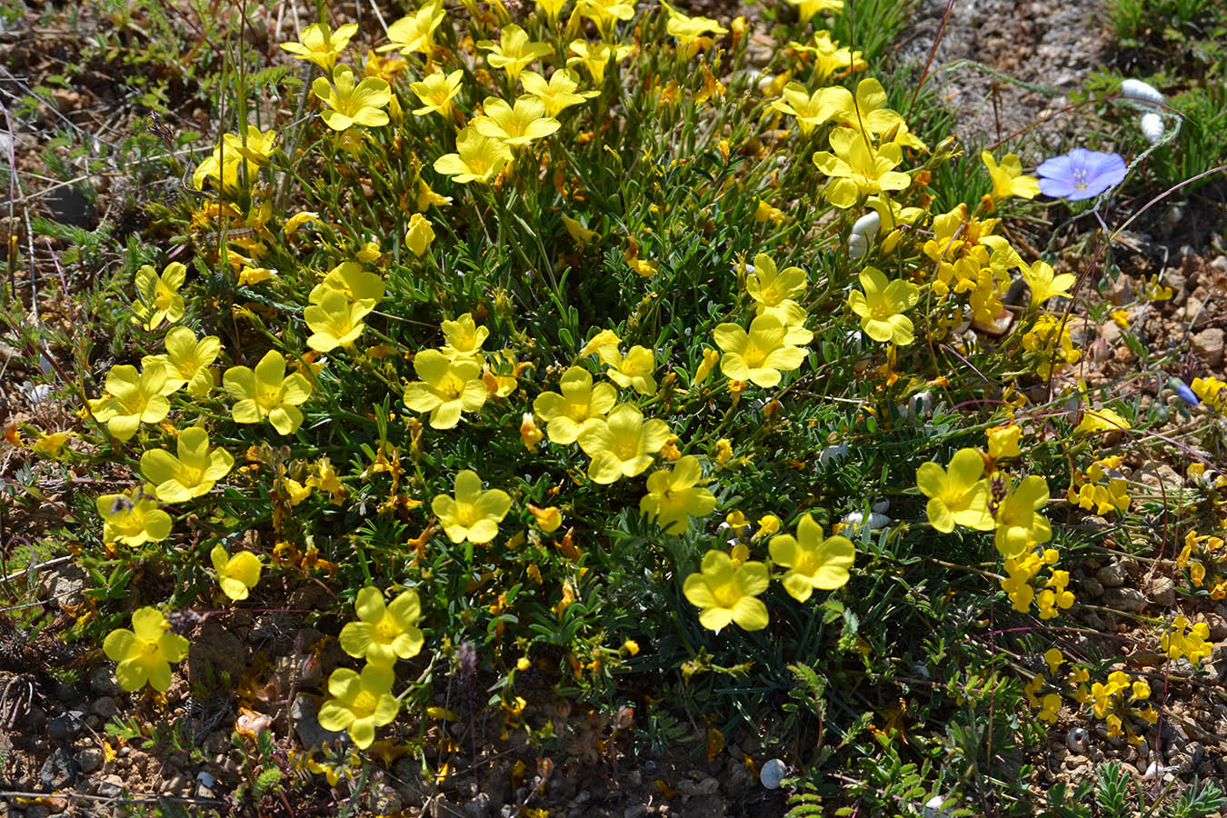 Изображение особи Linum tauricum.