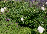 Paeonia lactiflora. Цветущее растение (махровый культивар). Германия, г. Дюссельдорф, Ботанический сад университета. 02.06.2014.