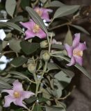 Lagunaria patersonia. Верхушка побега с цветками и завязавшимися плодами. Израиль, Шарон, пос. Кфар Шмариягу, в культуре. 08.06.2014.