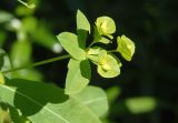 Euphorbia stricta