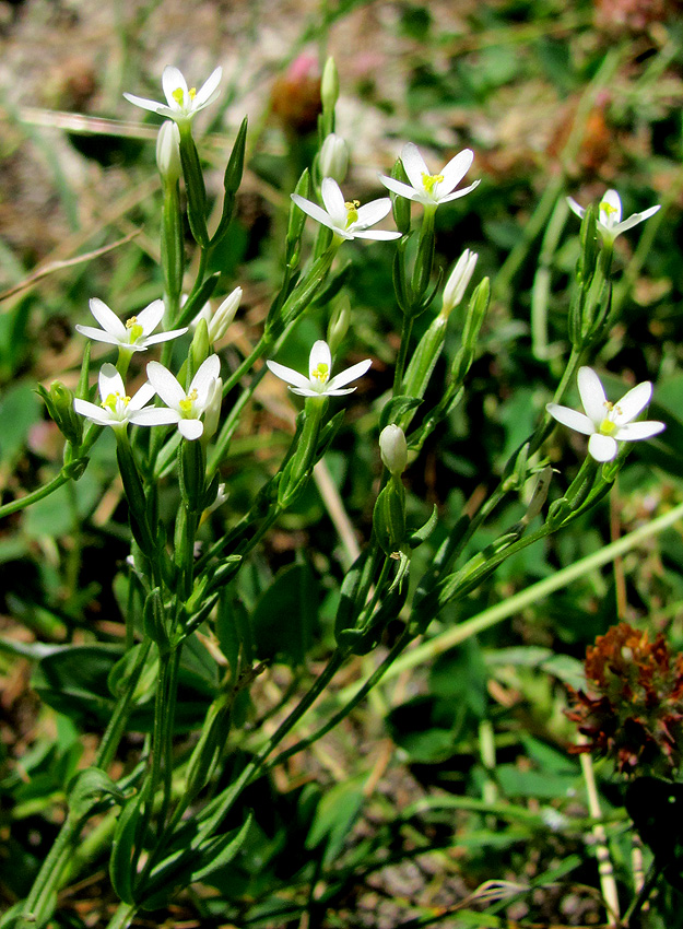 Изображение особи Centaurium meyeri.