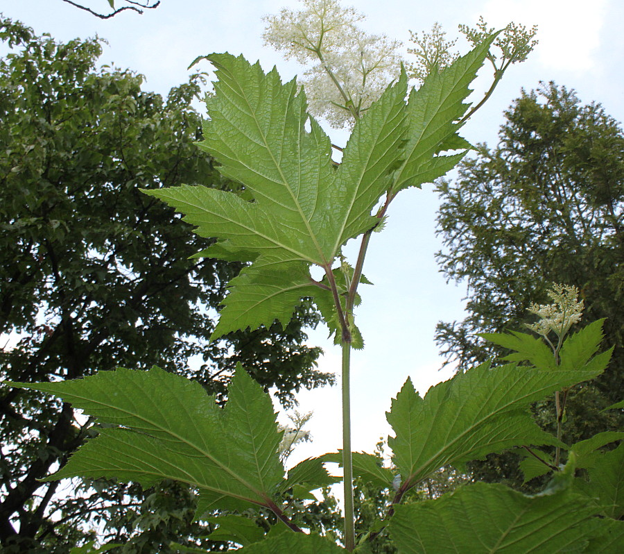 Изображение особи Filipendula camtschatica.