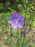 Campanula persicifolia