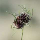 Allium vineale. Соплодие. Черногория, нац. парк Ловчен. 18.07.2014.