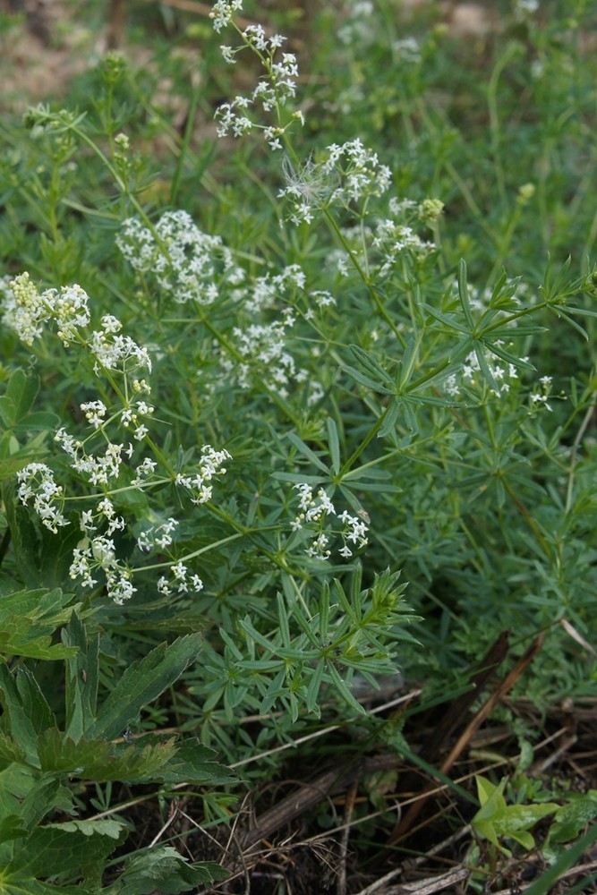 Image of genus Galium specimen.