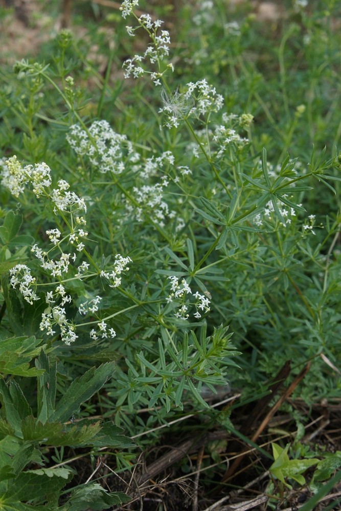 Изображение особи род Galium.