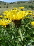 Inula ensifolia. Соцветие. Крымский природный заповедник, Бабуган-Яйла. 19.07.2009.