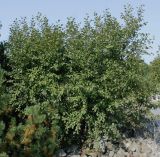 Duschekia alnobetula