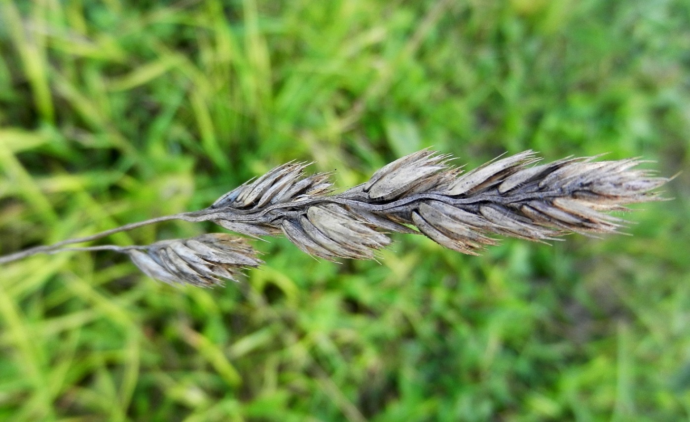 Изображение особи Dactylis glomerata.