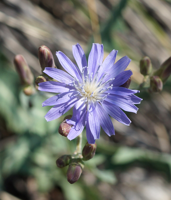 Image of Lactuca tatarica specimen.