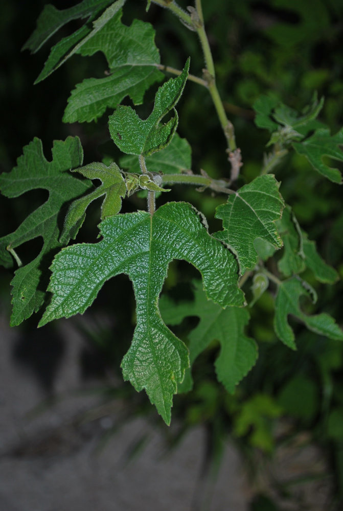 Image of Broussonetia papyrifera specimen.