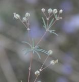 Mollugo cerviana. Верхушка цветущего растения. Греция, Халкидики. 14.10.2014.