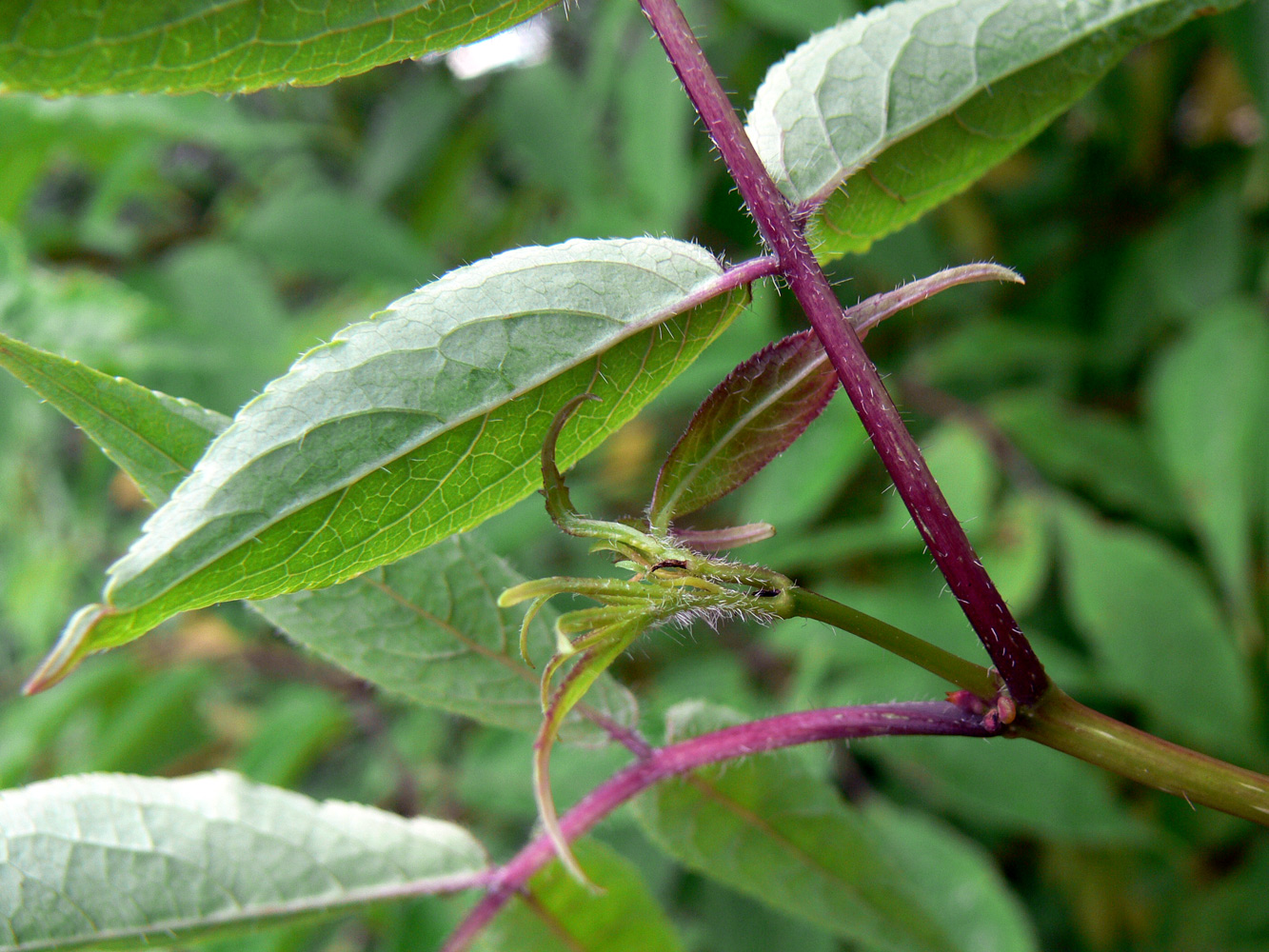 Изображение особи Sambucus sibirica.