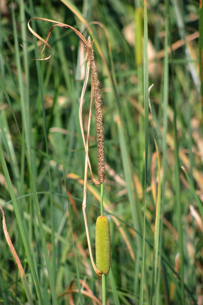 Image of Typha laxmannii specimen.
