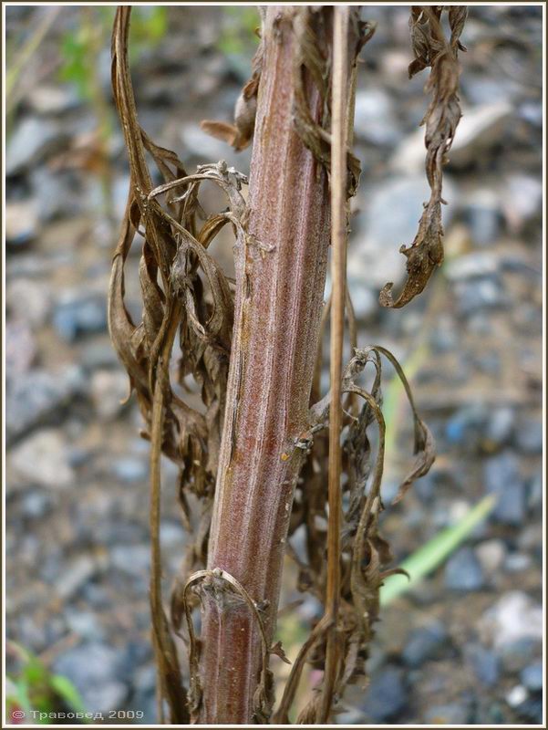 Изображение особи Artemisia sieversiana.