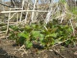 Urtica platyphylla