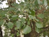 Populus alba