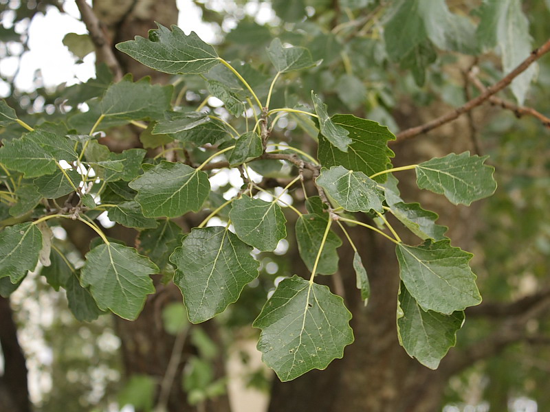 Изображение особи Populus alba.