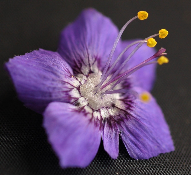 Image of Polemonium laxiflorum specimen.