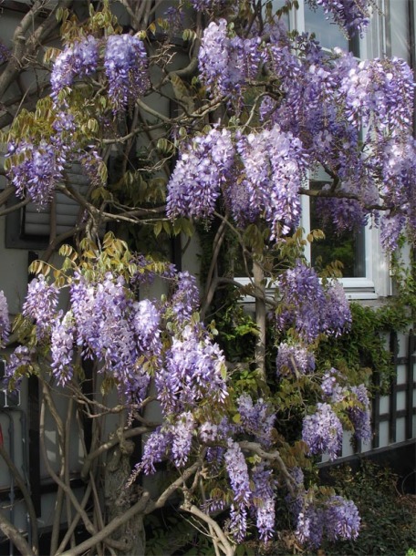 Изображение особи Wisteria sinensis.