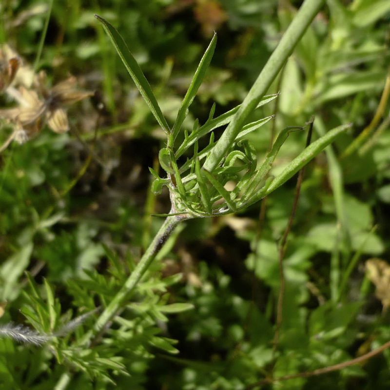 Изображение особи Scabiosa bipinnata.