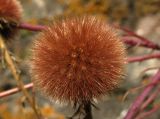 Aster alpinus