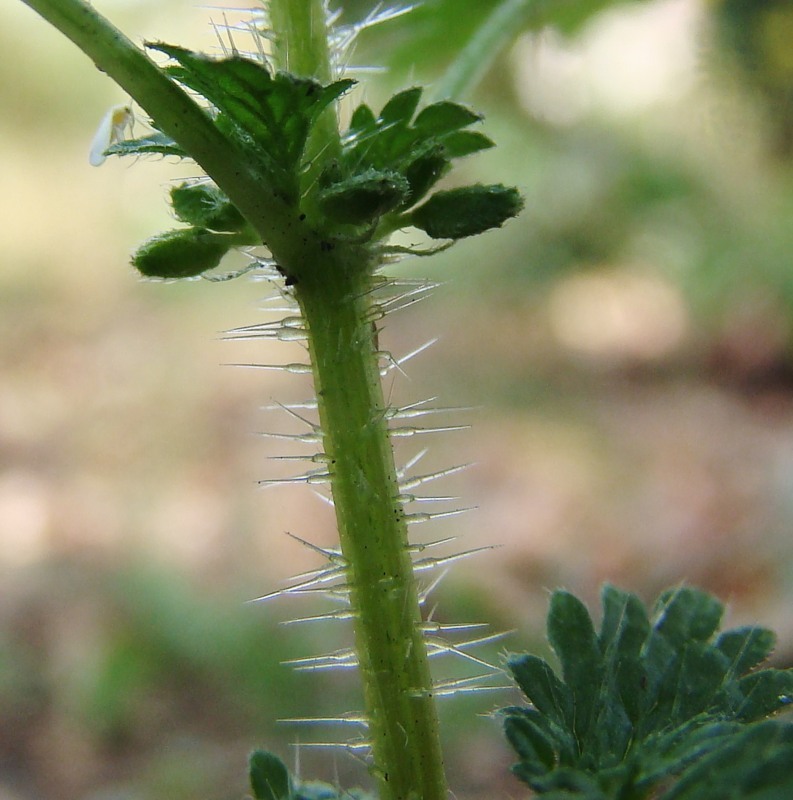 Image of Urtica urens specimen.