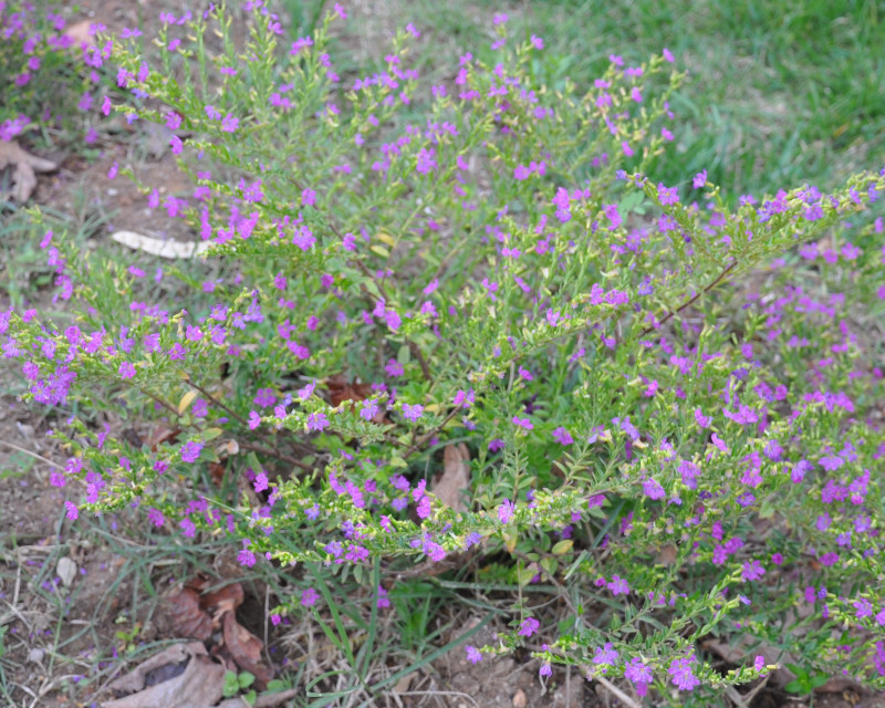 Image of Cuphea hyssopifolia specimen.