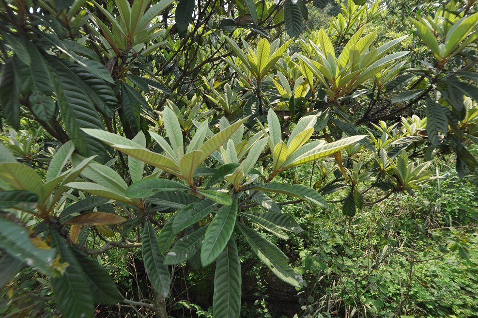 Image of Eriobotrya japonica specimen.