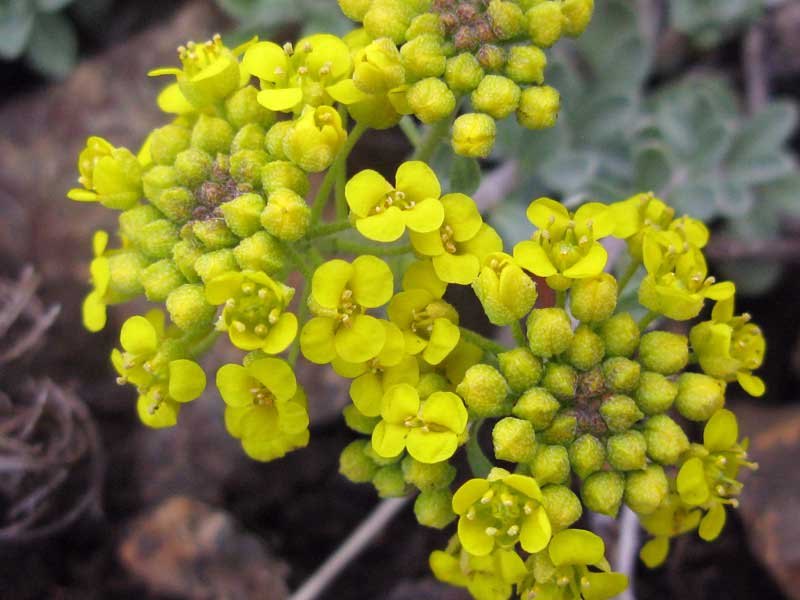 Image of Odontarrhena obovata specimen.
