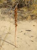 Eremurus inderiensis